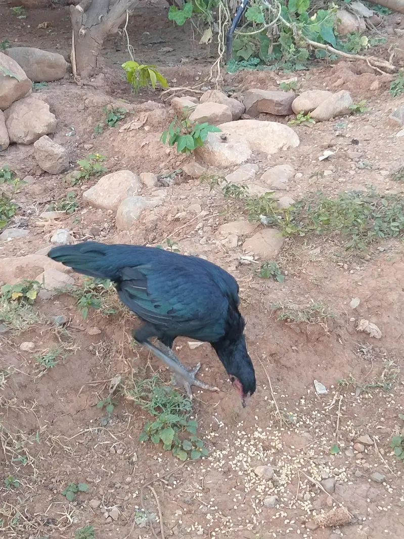 asell hen black colour shini female home bread available in bharakhu — photo 4
