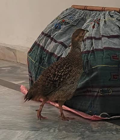 Dakni teetar