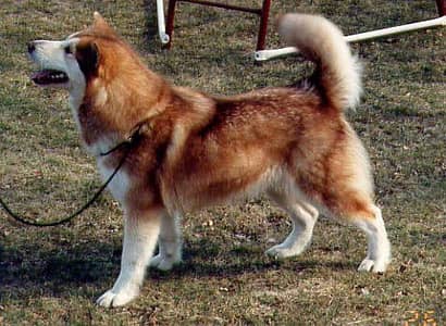 real Alaskan malamute