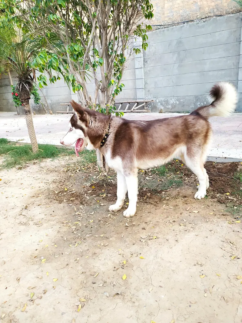 real Alaskan malamute — photo 2