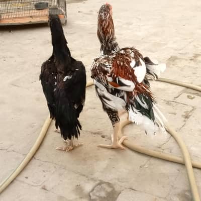 aseel pair hen murga