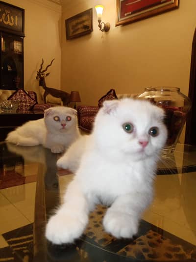 Scottish fold kittens available looking for a new home