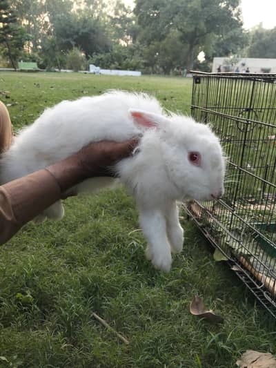 rabbit