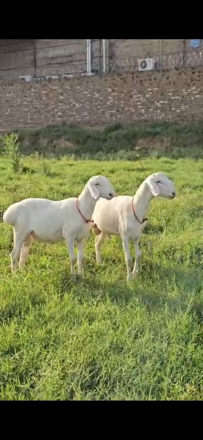 pure talagangi pair for sale . . .