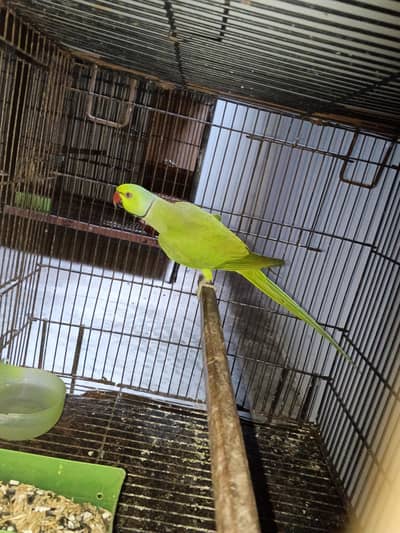 Beautiful breeder male for sale