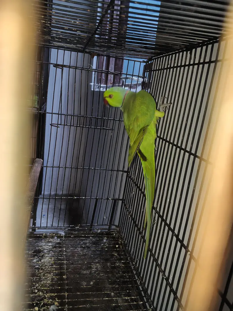 Beautiful breeder male for sale — photo 2