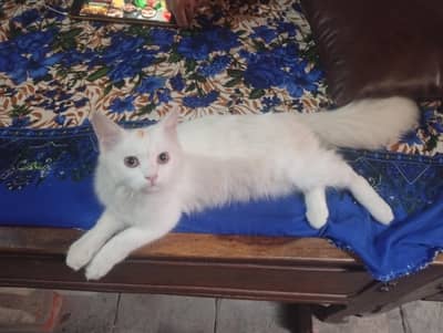 Turkish Angora Persian cat