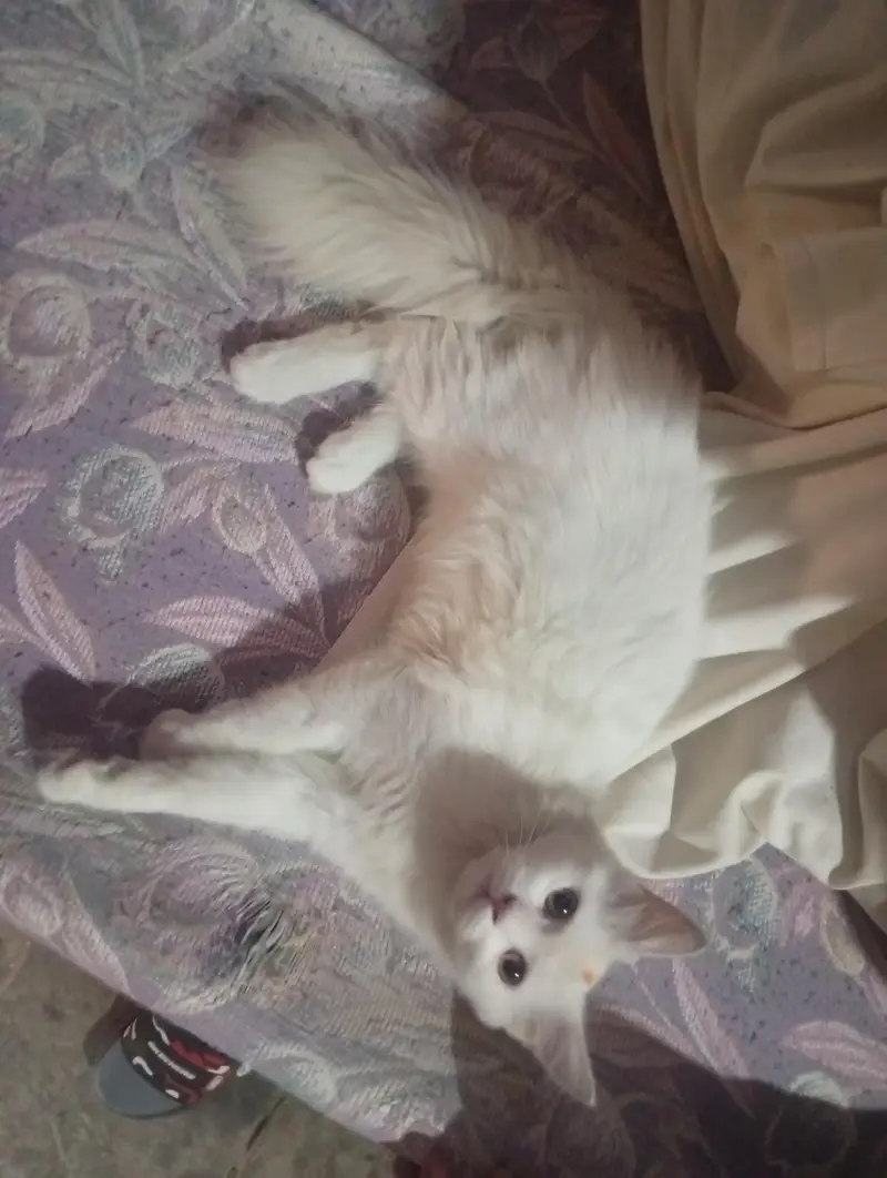 Turkish Angora Persian cat — photo 2