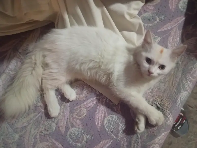 Turkish Angora Persian cat — photo 3