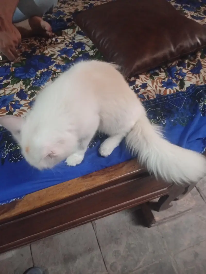Turkish Angora Persian cat — photo 4