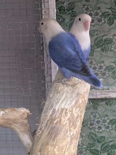 Blue/violet split opline lovebirds