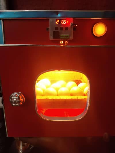 incubator for sale