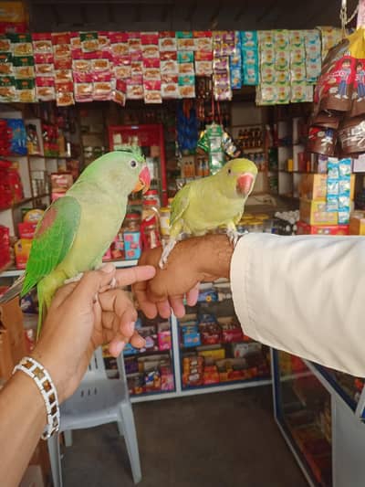 raw perrot