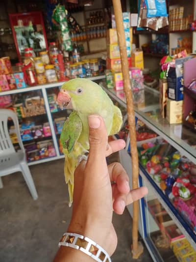 raw perrot