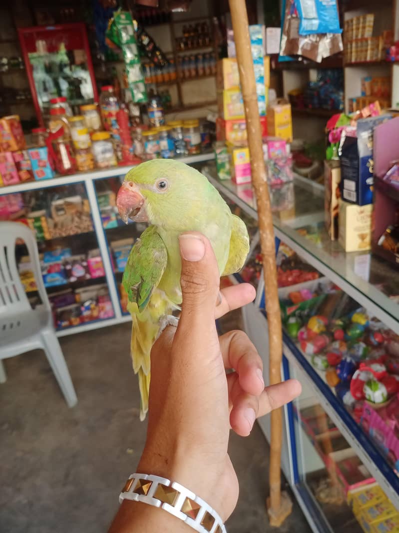 raw perrot 0