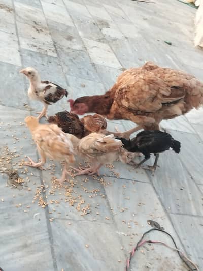 chicks for sale
