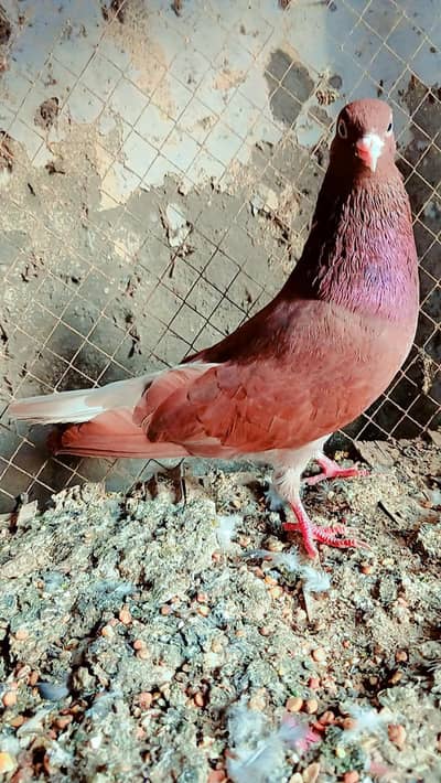 indian kabotar 03124476239