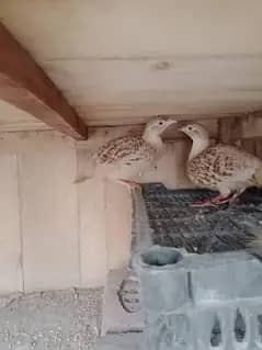 Irani teetar breeder pair 2 dafa breed kar Chuka ha wap 03296130514