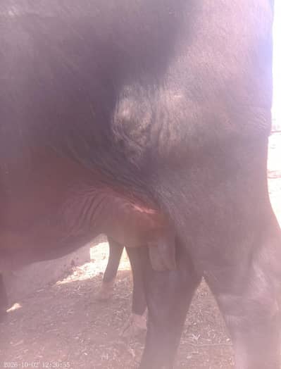 cows hay 2 bacha ab day gi 5 Dan may paly yaah aki time 10 kg. milka
