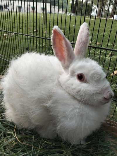 rabbit