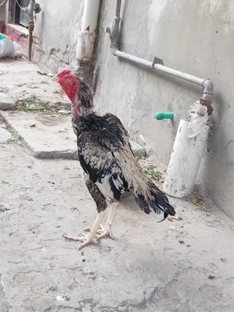 Pure aseel mian wali patha — photo 3