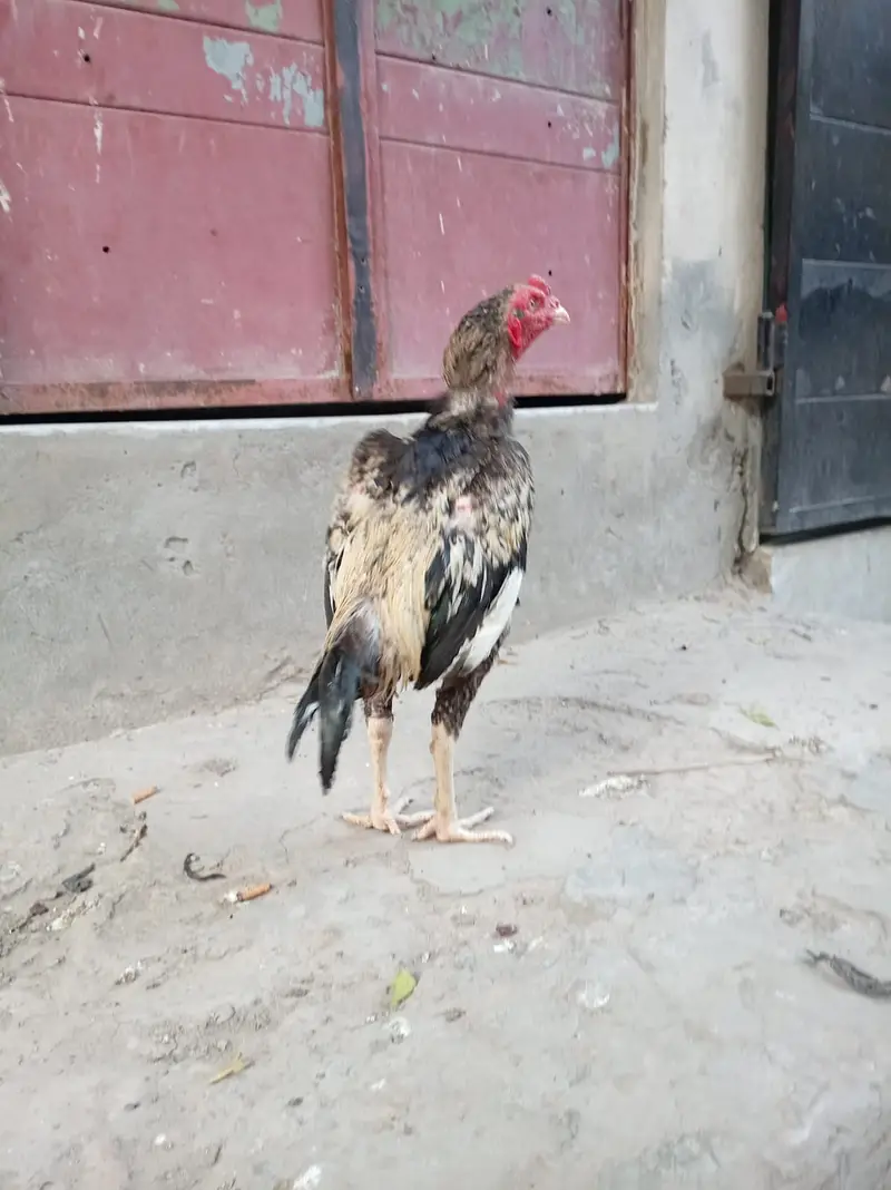 Pure aseel mian wali patha — photo 4