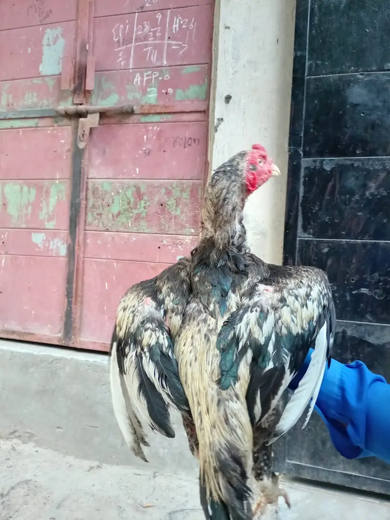 Pure aseel mian wali patha — photo 5
