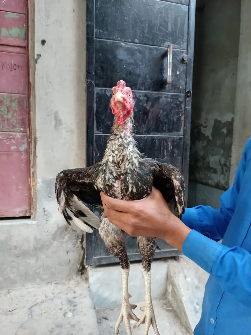 Pure aseel mian wali patha — photo 6