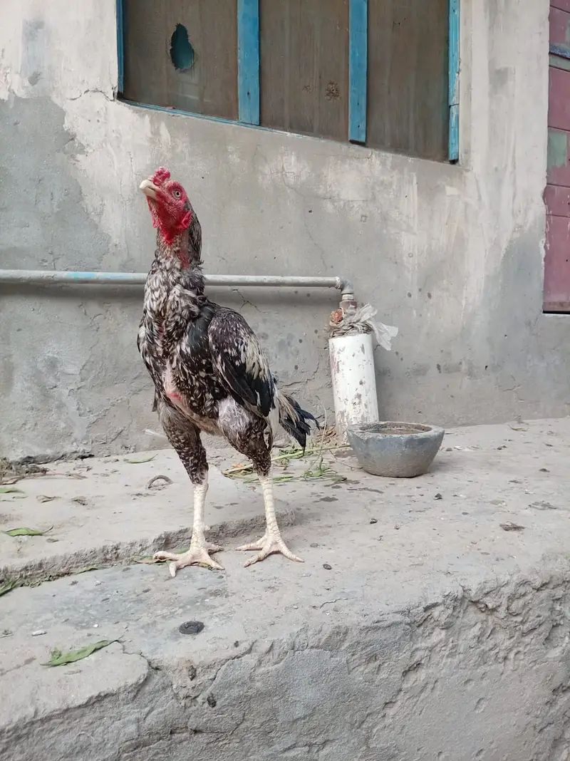 Pure aseel mian wali patha — photo 7
