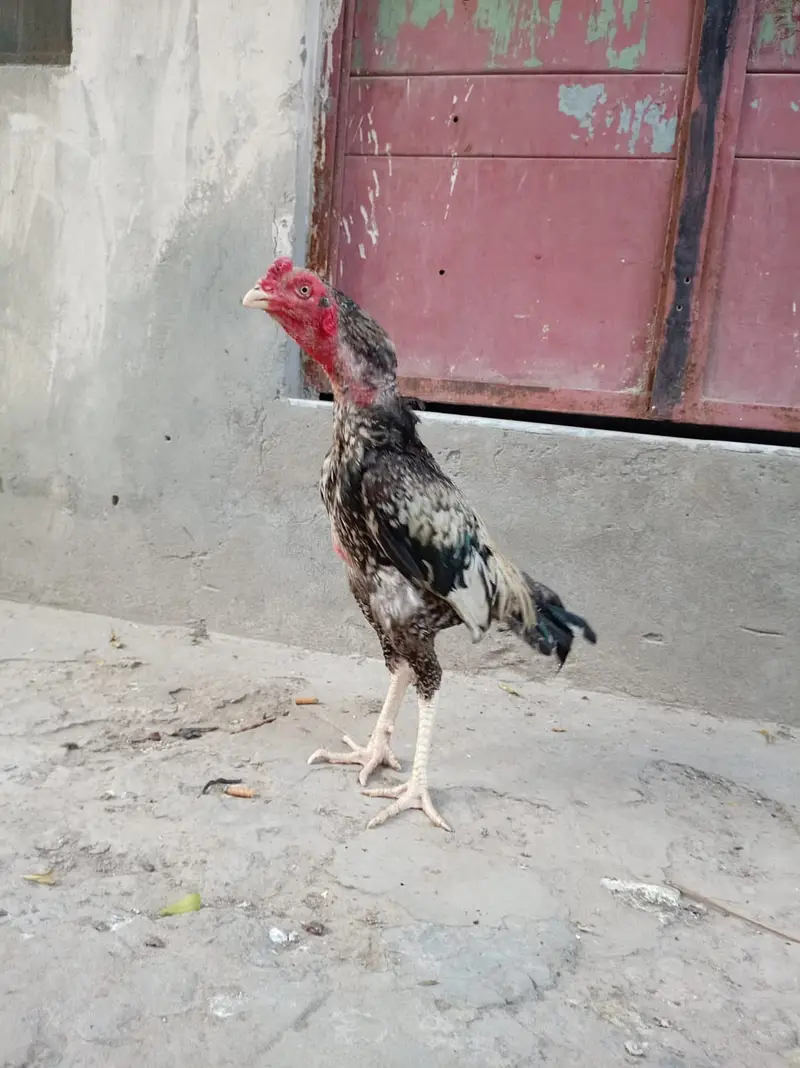Pure aseel mian wali patha — photo 8
