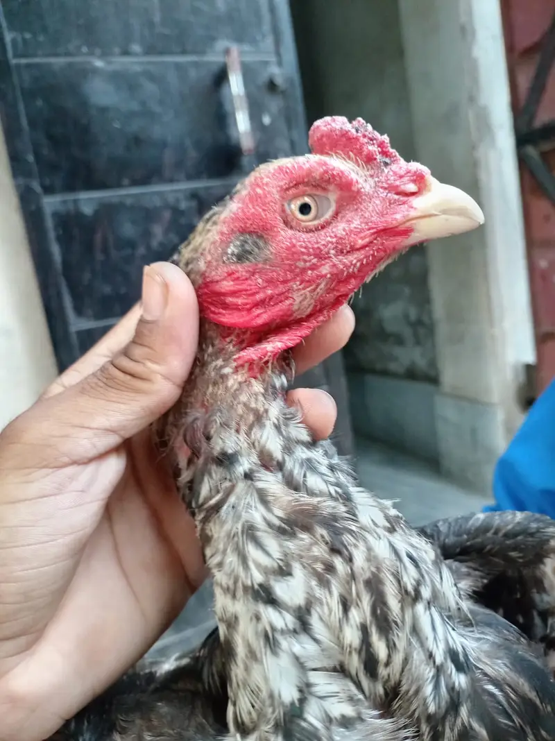 Pure aseel mian wali patha — photo 9