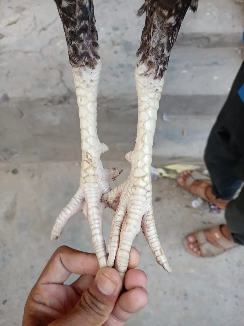 Pure aseel mian wali patha — photo 11