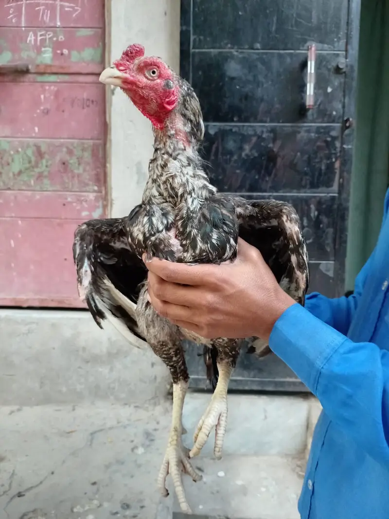 Pure aseel mian wali patha — photo 12