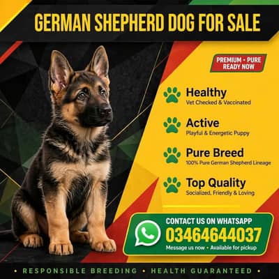 German Shepherd long coat puppies for sale