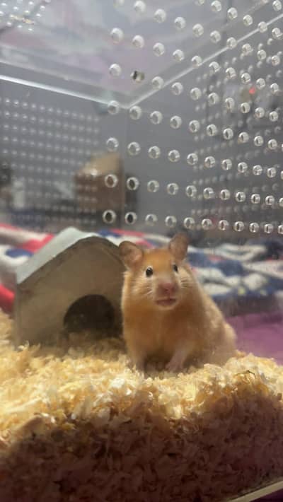 Syrian Hamsters available