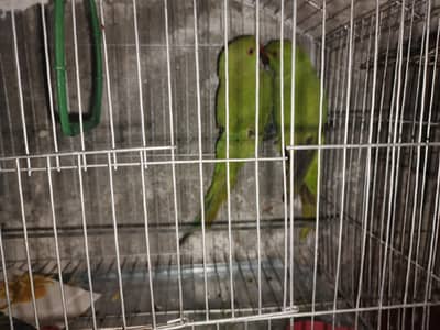 green parrot pair