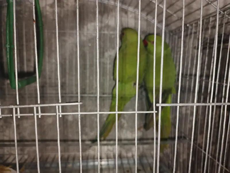 green parrot pair — photo 2