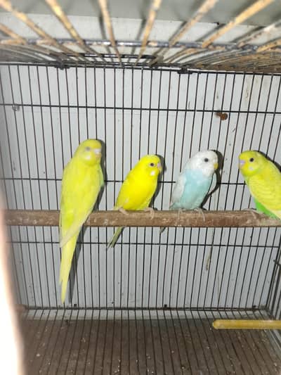 Australian budgies and cage for sale