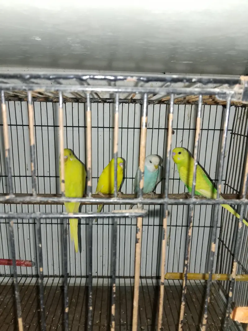 Australian budgies and cage for sale — photo 2