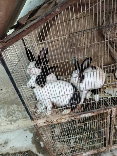 Rabbits for sale