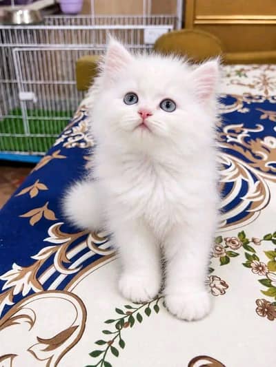 Cat | kittens | Persian | 3 Cote | Fluffy WA mesg 0348 @0163 % 063