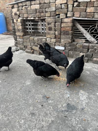 Lohman black eggs laying