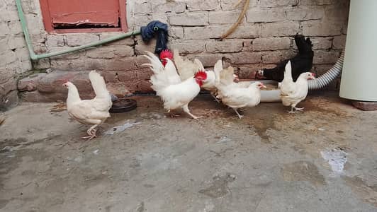Wite japanese bantam pairs