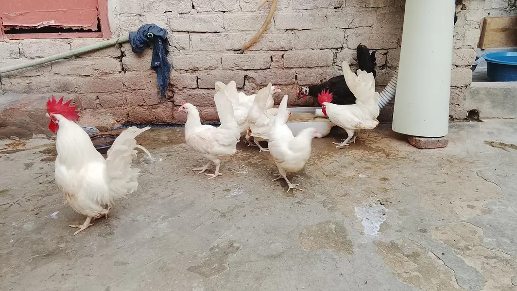 Wite japanese bantam pairs — photo 2