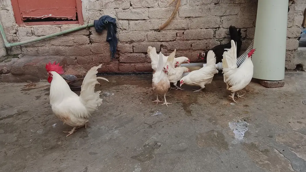 Wite japanese bantam pairs — photo 3