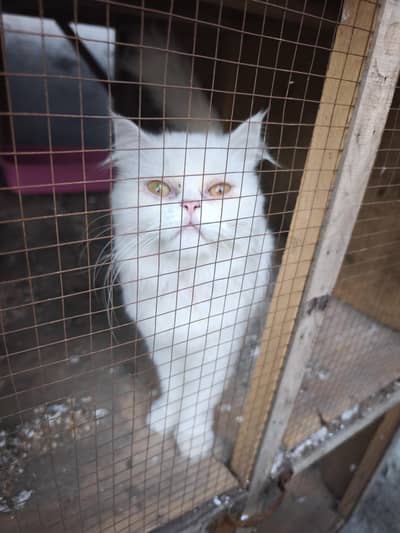 Persian Female triple coated