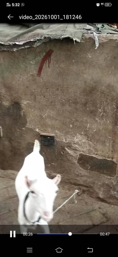 teddy bakri 2 bache ek male or ek kiran 03122535511