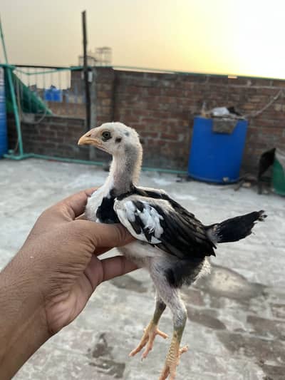 Panusxpokoya chicks available