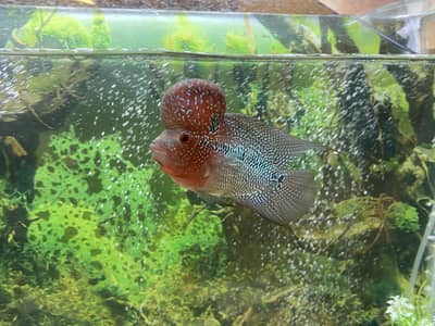 Flower horn SRD (massive kok size)
