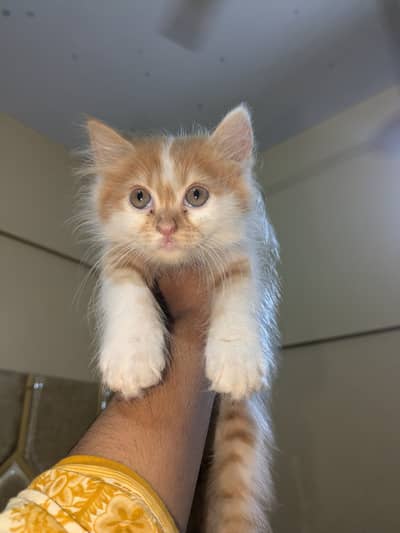 2 month ka kitten h